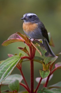 Rufous-breasted Chat-Tyrant (Ochthoeca rufipectoralis), Wayqecha Reserve, Peru