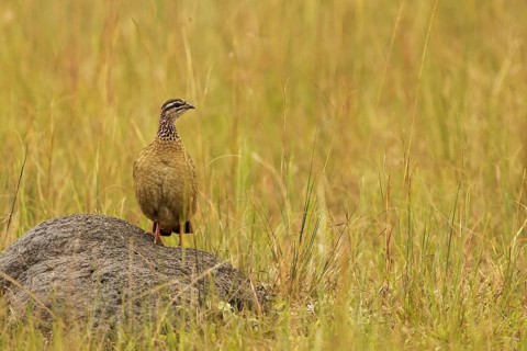 Crested Francolin (Dendroperdix sephaena) perched on a rock, Lake Mburo National Park, Uganda
