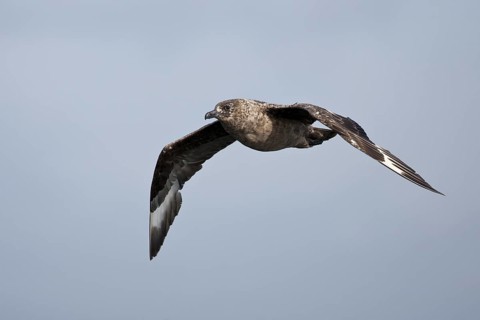 Great Skua (Stercorarius skua) flying, North Sea, Germany