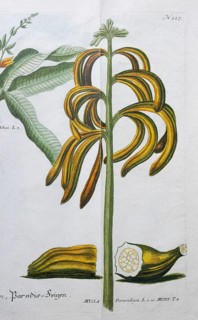 Banana, Banana Musa, hand-colored mezzotinto copper engraving from Phytanthoza iconographica by
