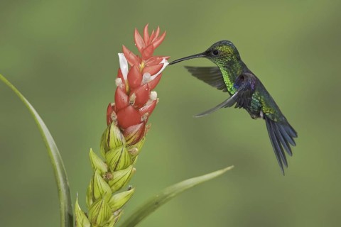 Crowned Woodnymph (Thalurania colombica hypochlora), Ecuador