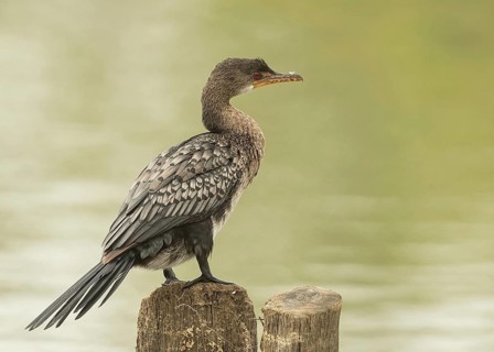 Reed Cormorant (Microcarbo africanus), Gambia