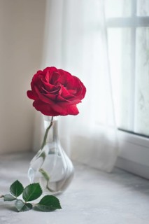 A single red rose stands beautifully in a clear glass vase, positioned by a softly lit window. The