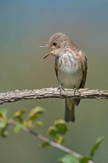 Spotted Flycatcher (Muscicapa striata) screaming from branch, Aosta Valley, Italy