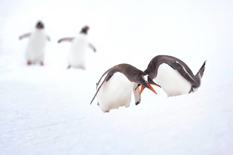 Gentoo Penguin (Pygoscelis papua), Antarctica