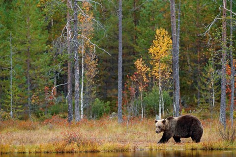 Autumn forest with bear. Beautiful brown bear walking around lake with autumn colours. Dangerous