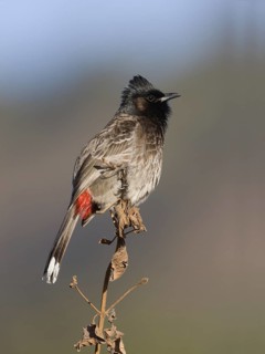 Red-vented Bulbul (Pycnonotus cafer), Uttarakhand, India