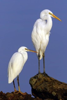 Heron, (Egretta gularis), heron family, biotope, habitat, waters, foraging, animals, birds, two