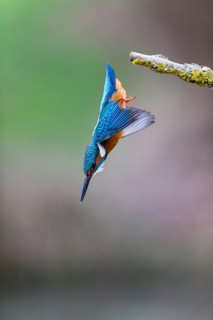 Kingfisher (Alcedo attis), adult male, in flight, diving from a branch into a stream to catch a