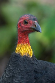 Australian Brushturkey (Alectura lathami) male, Queensland, Australia