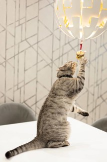 A playful British Shorthair cat reaches up to bat at a hanging ornament on a stylish modern lamp in