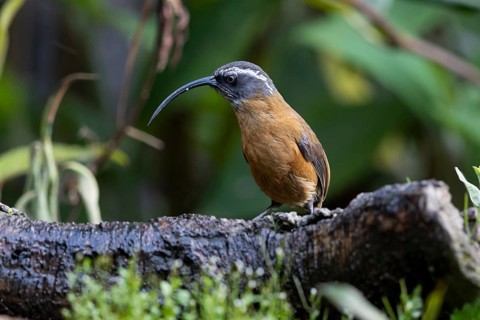 Dünnschnabelsäbler (Pomatorhinus superciliaris forresti) perched on a log, Yunnan, China