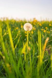 Close-up of a dandelion in a meadow under evening light against a blurred background, Gechingen,