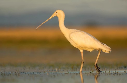 Yellow-billed Spoonbill (Platalea flavipes) foraging, Victoria, Australia