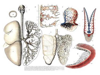 Respiratory organ, lung, various animals, anatomical illustrations of respiratory organs, including