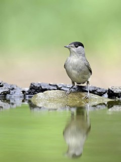 Eurasian Blackcap (Sylvia atricapilla) male, Hungary