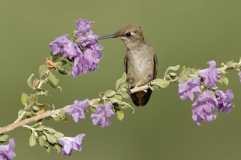 Black-chinned Hummingbird (Archilochus alexandri), Texas, USA