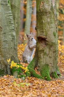 Eurasian lynx (Lynx lynx), climbing on tree trunk in autumn