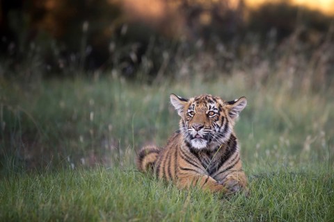 Bengal Tiger (Panthera tigris) cub lying in gras, captive, Philippolis, South Africa