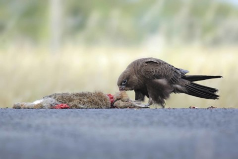 Black Falcon (Falco subniger), Victoria, Australia