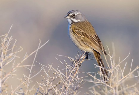 Bell's Sparrow (Artemisiospiza belli) - Maricopa, California