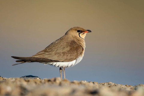 Collared Pratincole (Glareola pratincola) perched on the ground, Lesvos, Greece