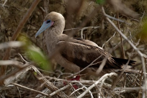 A red-footed booby perched amidst tangled branches on the Galapagos Islands, showcasing its