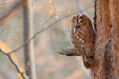 Tawny Owl (Strix aluco)perched in a tree, Saxony, Germany