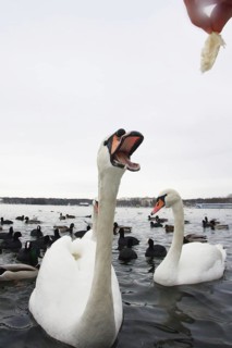 Mute Swan (Cygnus olor), Berlin, Germany