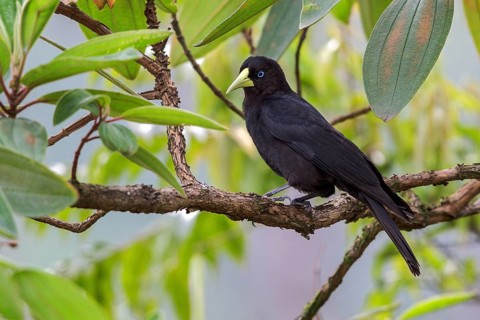 Red-rumped Cacique (Cacicus haemorrhous) perched on a branch in the Atlantic rainforest of
