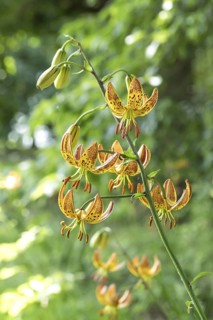 Turk's cap lily (Lilium martagon), Dyck Castle, Germany