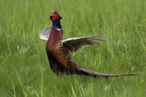 Common Pheasant (Phasianus colchicus) male calling, Lake Neusiedl, Austria