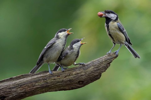 Great Tit (Parus major) juvenile, Berlin, Germany