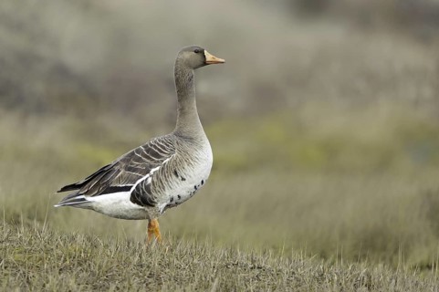 Greater White-fronted Goose (Anser albifrons), Alaska, USA