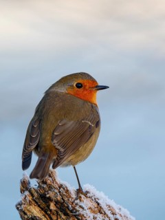 European Robin (Erithacus rubecula) perched on a branch, North Rhine-Westphalia, Germany