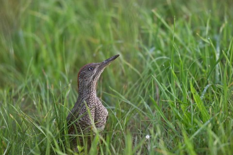 Green woodpecker (Picus viridis) fledgling secured in the meadow, Allgäu, Bavaria, Germany, Allgäu,