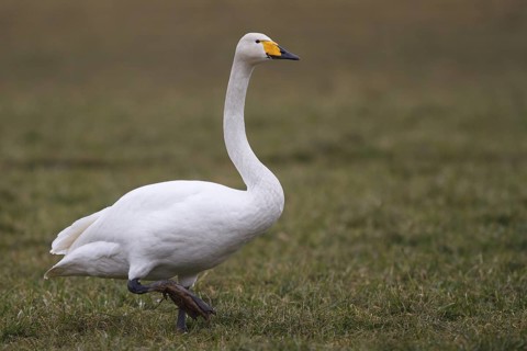 Whooper Swan (Cygnus cygnus), North Rhine-Westphalia, Germany