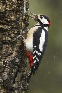 Great Spotted Woodpecker (Dendrocopos major) male, Castile-La Mancha, Spain