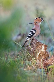 Eurasian Hoopoe (Upupa epops) perched on a stump, Saxony-Anhalt, Germany