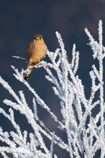 Kestrel (Falco tinnunculus), female, Schlitters, Tyrol, Austria