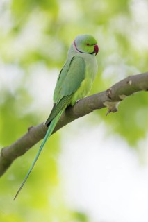 Collared Parakeet, Small Alexander Parakeet, (Psittacula krameri), Old World Parrot family,
