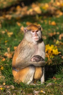 One female patas monkey (Erythrocebus patas)with her baby in late light on a green meadow