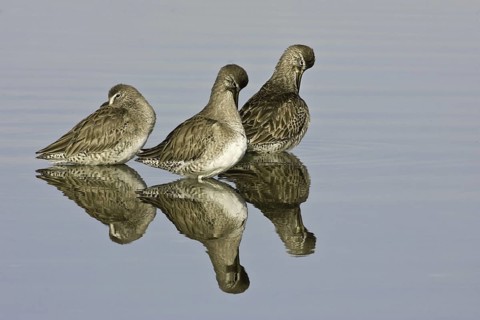 Long-billed Dowitcher (Limnodromus scolopaceus), California, USA