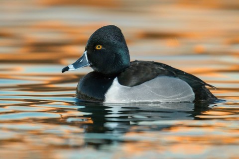 Ring-necked Duck (Aythya collaris) male, Arizona, USA