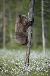 Eurasian Brown Bear (Ursus arctos) cub climbing on tree trunk in white cottongrass, Finland