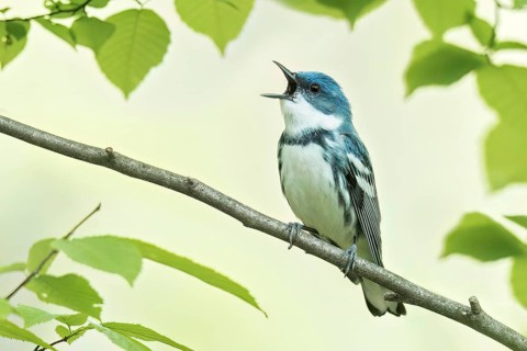 Cerulean Warbler (Dendroica cerulea) perched on a branch in Ontario, Canada
