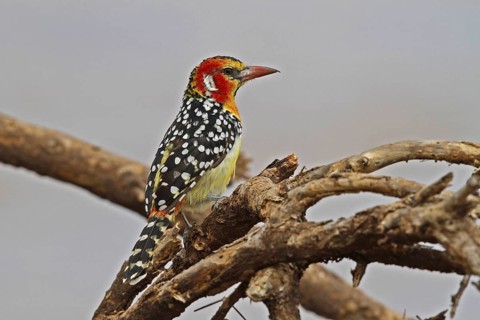 Red-and-yellow Barbet, Trachyphonus erythrocephalus, Kenya, Lake Baringo