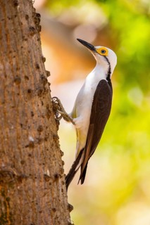 White woodpecker (Melanerpes candidus) Pantanal Brazil