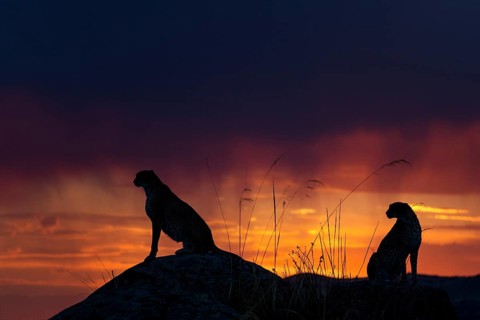 Cheetah (Acinonyx jubatus) captive, two females in sunset, Castile-La Mancha, Spain