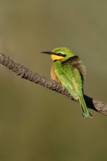 Dwergbijeneterzittend op tak, Little Bee-eater on pearch